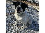 Adopt Tommy a Australian Cattle Dog / Blue Heeler, Australian Shepherd