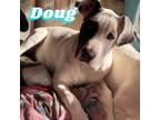Adopt Doug a Hound, Pit Bull Terrier