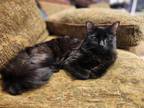 Adopt Beckett a Domestic Short Hair