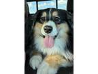 Adopt Teddy a Australian Shepherd