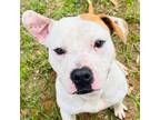 Adopt Knox a American Bully