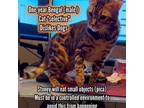 Adopt Stoney Estes a Bengal