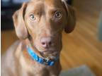 Adopt Atlas a Beagle, Labrador Retriever