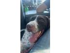 Adopt Banjo a German Wirehaired Pointer