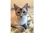 Adopt Eggnog a Siamese, Domestic Short Hair