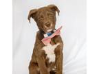 Adopt Dale a Pit Bull Terrier, Husky