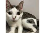 Adopt Michah a Domestic Short Hair