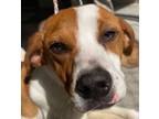 Adopt Holstein a Mixed Breed