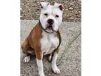 Adopt Cochise a Pit Bull Terrier, Mixed Breed
