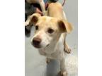 Adopt Peter-C24032701A a Beagle, Parson Russell Terrier