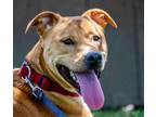 Adopt Tank a Terrier