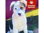 Adopt Drumstick - Energetic and Sweet Puppy! Good with other dogs!