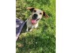 Adopt Sparky a Beagle, Mixed Breed