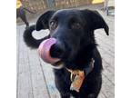 Adopt Titus a German Shepherd Dog, Border Collie