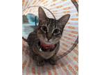 Adopt Christmas a Domestic Short Hair