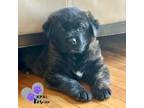 Adopt Fudgsicle - Popsicle Pups a Shepherd, Labrador Retriever