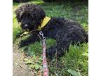 Adopt Blue a Poodle, Mixed Breed