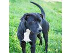 Adopt Kia a Black Labrador Retriever