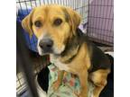 Adopt Oliver a Hound