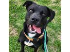 Adopt Carnie a Black Labrador Retriever