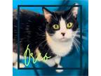 Adopt Oreo a Domestic Short Hair