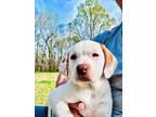 Adopt Denver a Labrador Retriever, Hound