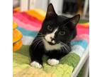 Adopt Boomer (Bonded with Bodhi) a Domestic Short Hair