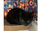 Adopt Beetle Bugs a Domestic Short Hair