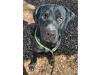 Adopt Magic a Mastiff