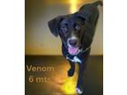 Adopt Venom a Mixed Breed