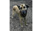 Adopt Noah a Shepherd