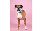 Adopt Wrigley *bonded with Biggie* a Boxer, Mixed Breed