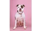 Adopt Meatball a Pit Bull Terrier, Mixed Breed
