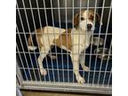 Adopt Jake a Jack Russell Terrier, Mixed Breed