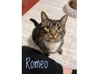 Adopt Romeo a Domestic Short Hair