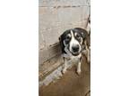 Adopt Balthazar a Beagle