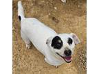 Adopt Tank a Jack Russell Terrier
