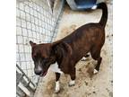 Adopt Leno a German Pinscher