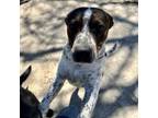 Adopt Butch a Hound, English Pointer