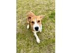 Adopt Colton a Plott Hound, American Staffordshire Terrier