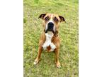 Adopt Junior a Boxer