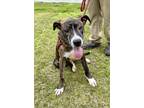 Adopt Marvin a Plott Hound, Pit Bull Terrier