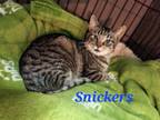 Adopt Snickers a Domestic Short Hair