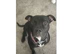 Adopt Gage a American Staffordshire Terrier