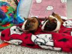 Adopt Flash and Lucky a Guinea Pig, Short-Haired