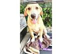 Adopt Honeycomb a Labrador Retriever, Anatolian Shepherd