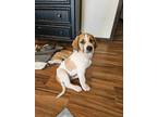 Adopt Christopher a Labrador Retriever, Anatolian Shepherd