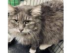 Adopt Sebastian a Domestic Long Hair