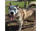 Adopt Tonka a Husky