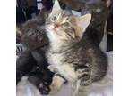 Adopt Meaford babies a Domestic Short Hair